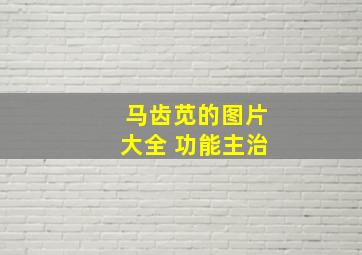 马齿苋的图片大全 功能主治